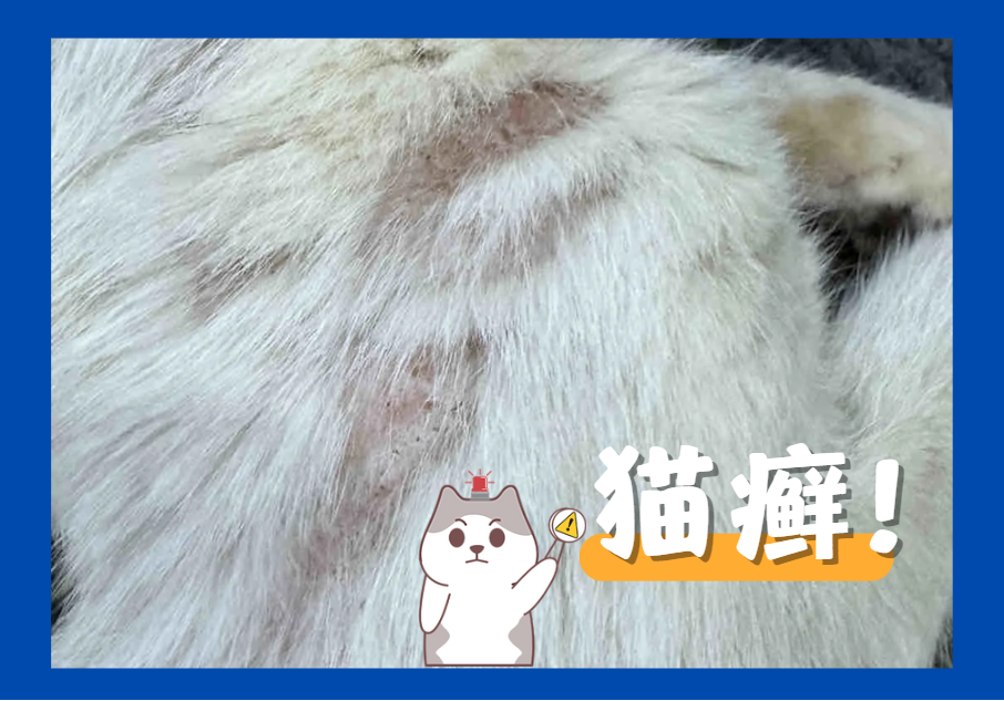 小猫长猫癣涂什么药