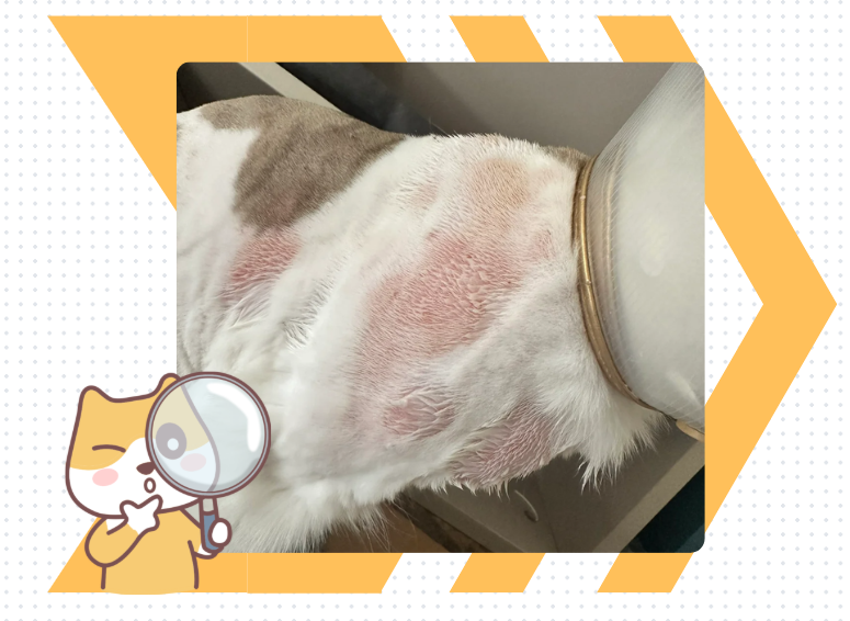 猫狗湿疹用什么皮肤喷剂效果好？