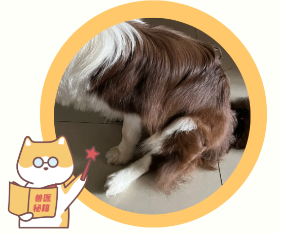 如何判斷狗狗體內(nèi)有蟲？