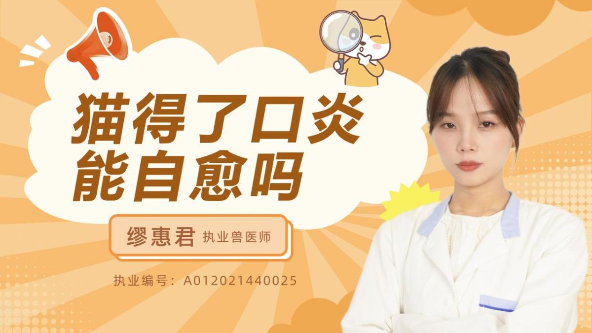 猫得了口炎能自愈吗？