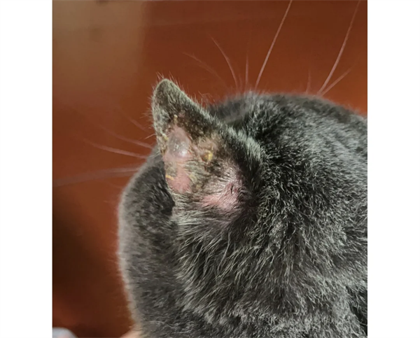 猫咪耳朵掉毛