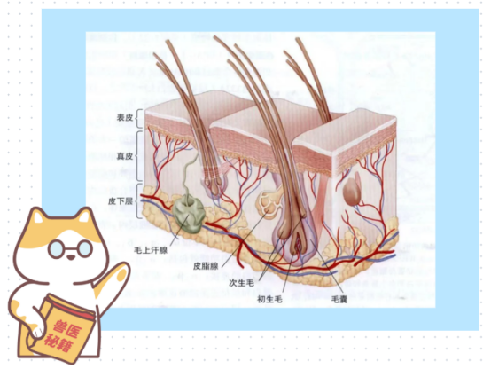 猫咪打架受伤了