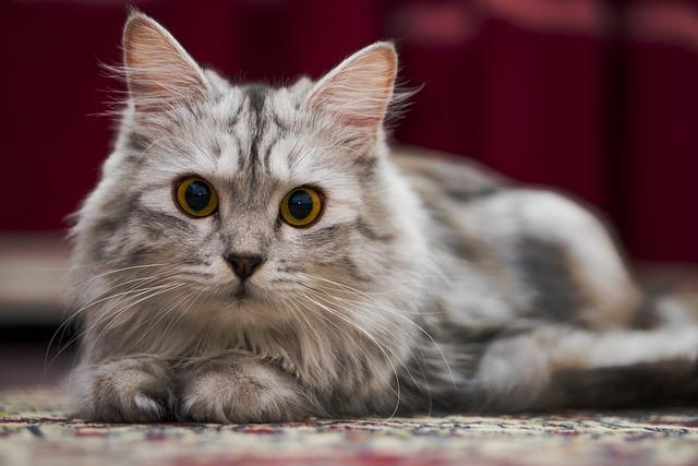 猫产后流血是怎么回事？教你区分正常恶露和异常出血，新手一看就懂