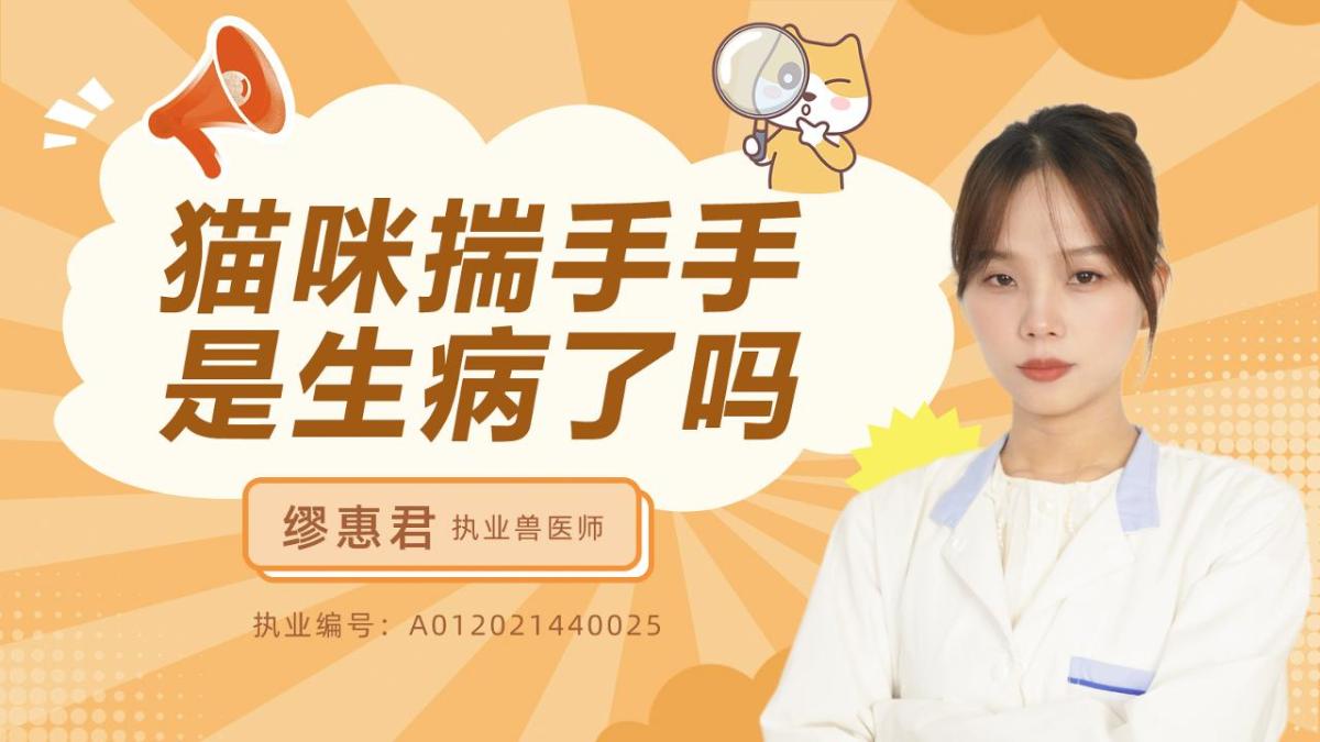 猫咪揣手手，是生病了吗？