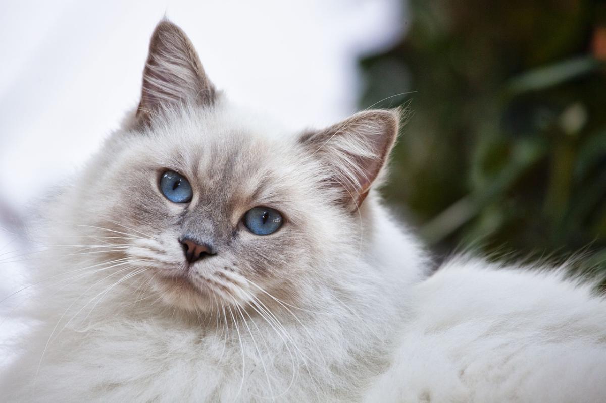 母猫生产后别大意！需要注意的6件事，关系猫妈妈和小猫健康