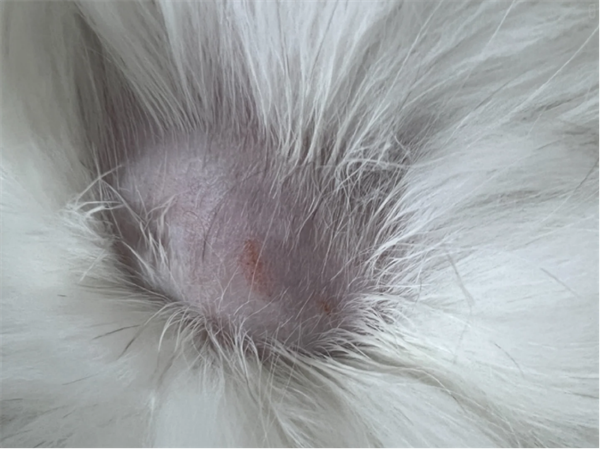 猫掉毛秃了有癣怎么办？