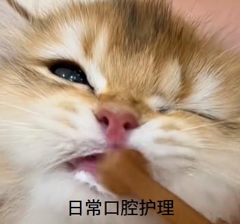 猫咪口炎怎么治？正确治疗方法来啦！