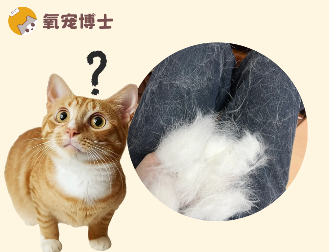 小貓掉毛嚴重是怎麼回事？別慌！可能是正常的生理現象