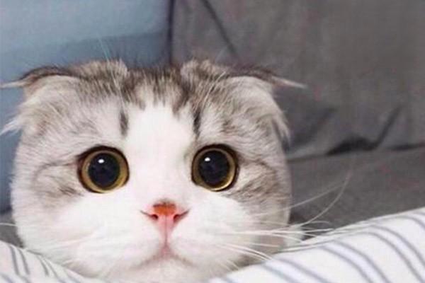 猫咪泪痕严重是因为什么？