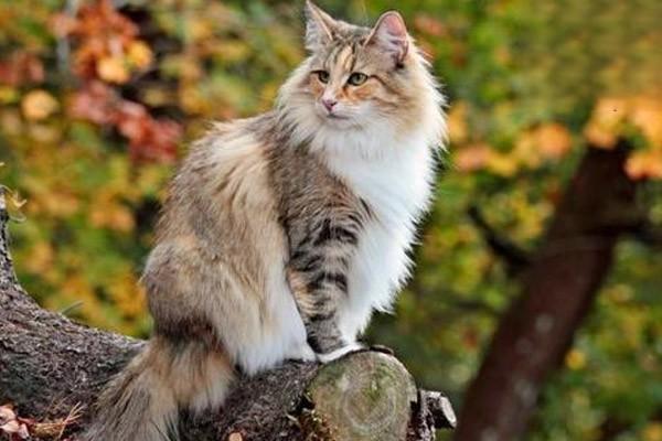 猫咪尾巴油腻有黑头？小心是种马尾病