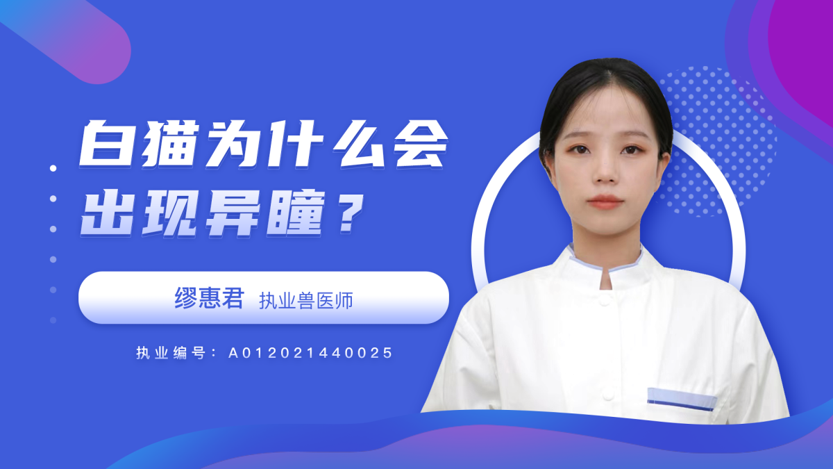 白猫为什么会出现异瞳？