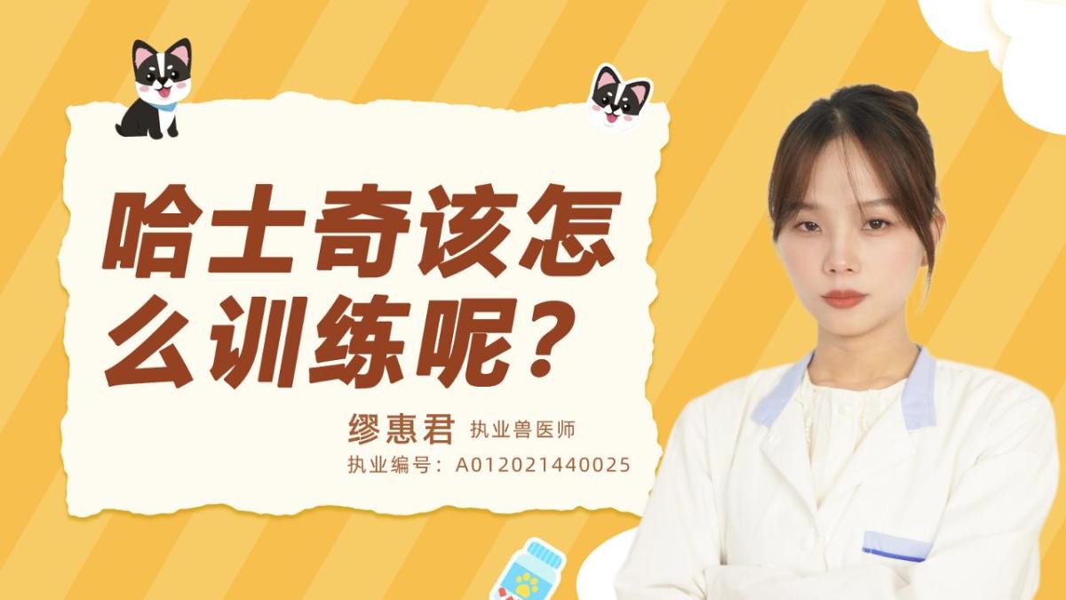 哈士奇该怎么训练呢？