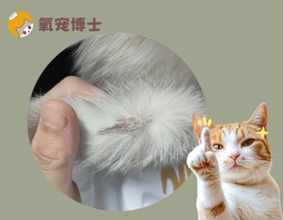 猫癣的初期症状图片