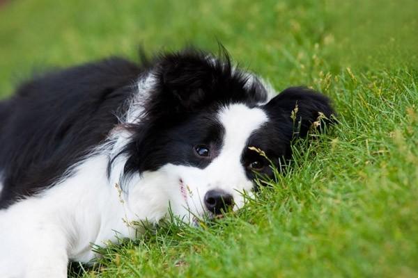 什么是狗狗皮肌炎？