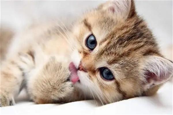 猫咪在什么情况下会舔嘴唇？
