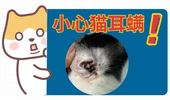 养猫必知：猫咪频繁抓耳朵是怎么回事？