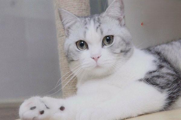 什么是猫白血病