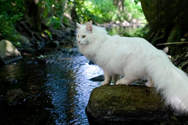 如何飼養幼年虎斑貓