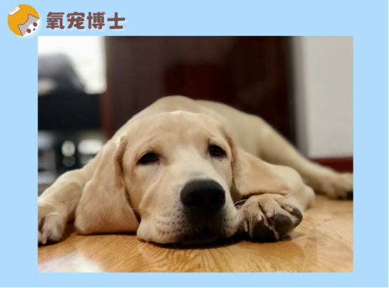 小狗吐白沫不吃东西没精神