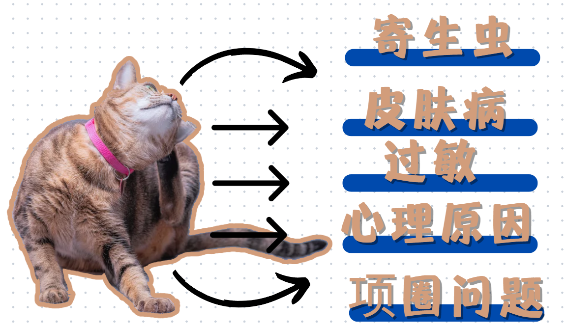 猫一直挠脖子是怎么回事？