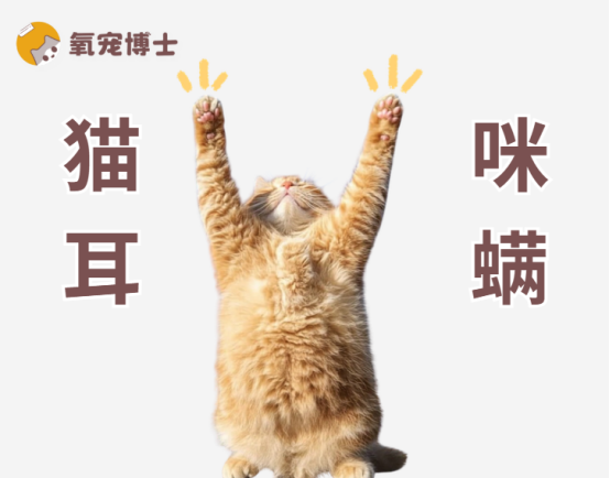 月均10元治疗猫咪耳螨，想省钱的铲屎官快收藏