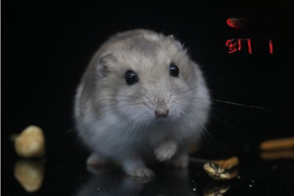 仓鼠垫材