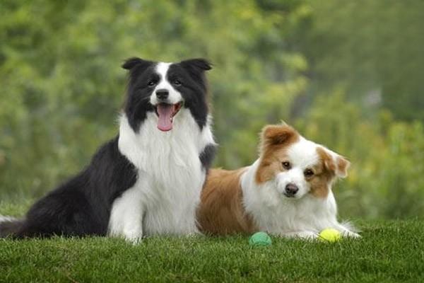 狗狗包皮炎，狗狗得了包皮炎的症状与治疗方法