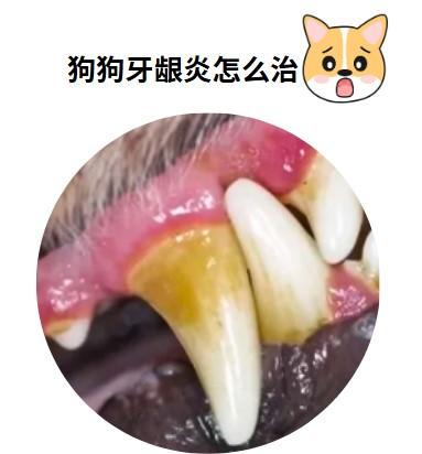 狗狗牙龈发炎，消炎药选择指南