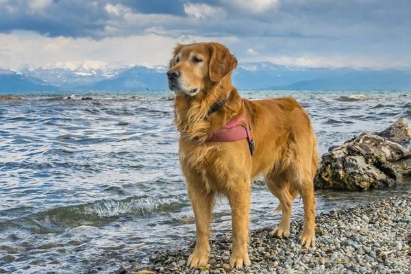 狗狗流鼻涕，狗狗流鼻涕知识科普