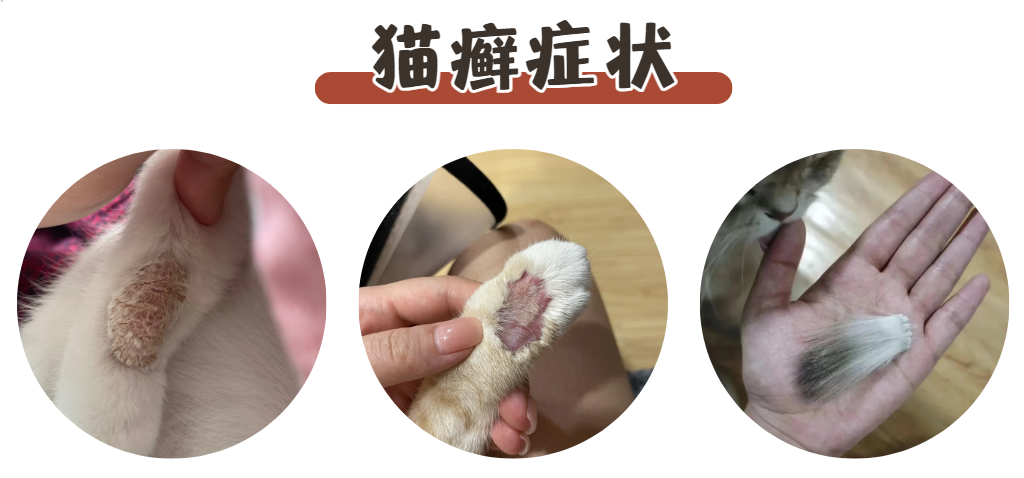 猫咪耳朵后面掉毛怎么回事