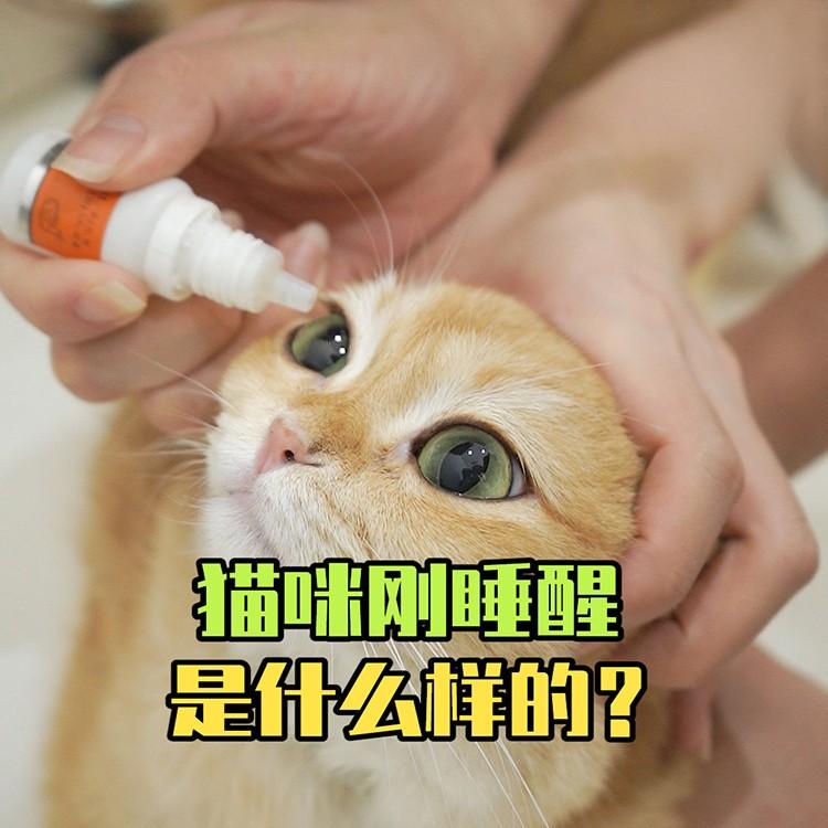 猫咪刚睡醒有眼屎正常吗？