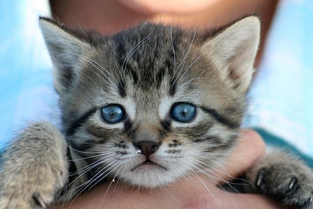 猫咪拉稀腹泻吃什么药好？临床验证的5类安全药物指南