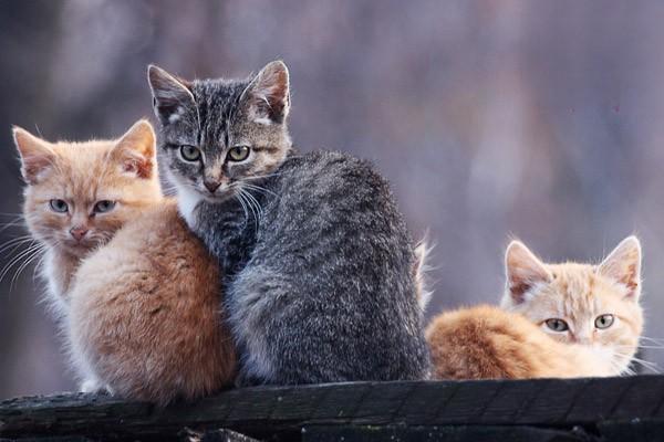 6种猫咪常见疾病及预防