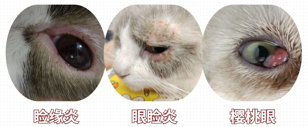 貓咪一隻眼睛突然紅腫睜不開怎麼回事？