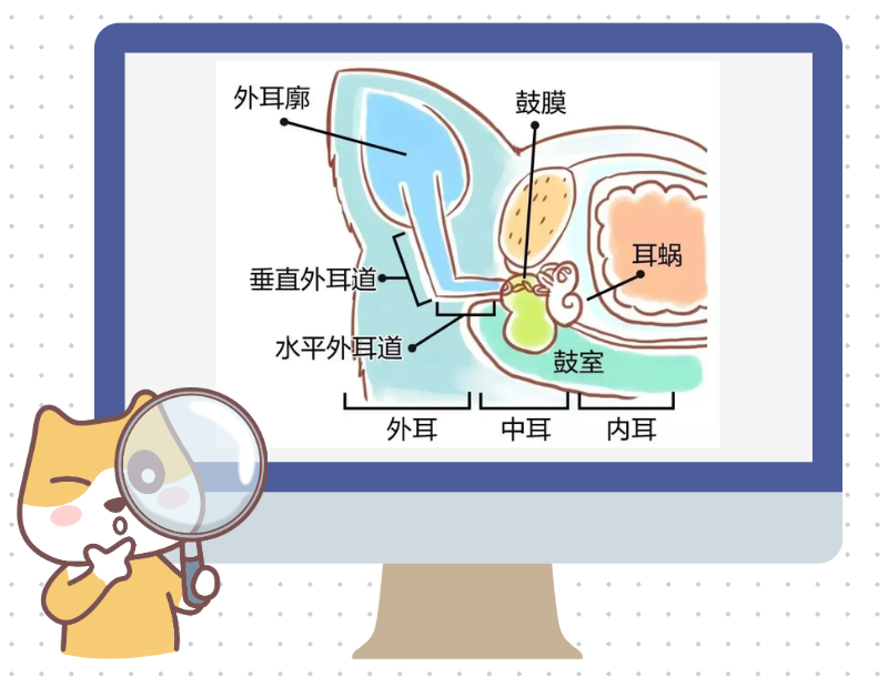 猫咪耳朵里有水状或脓状的分泌物