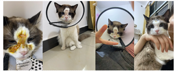 猫咪得癣了用什么治