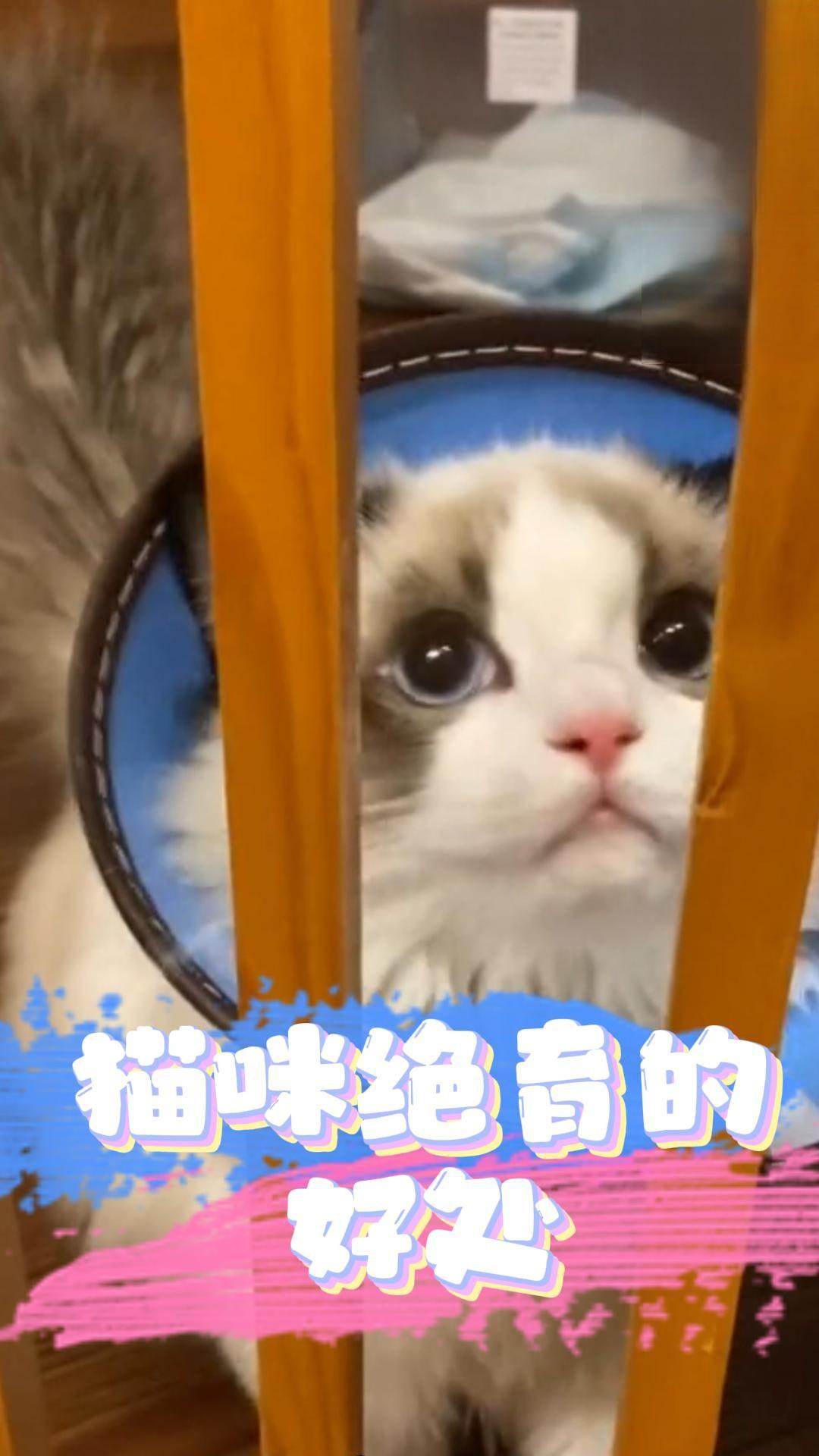 猫咪绝育的好处