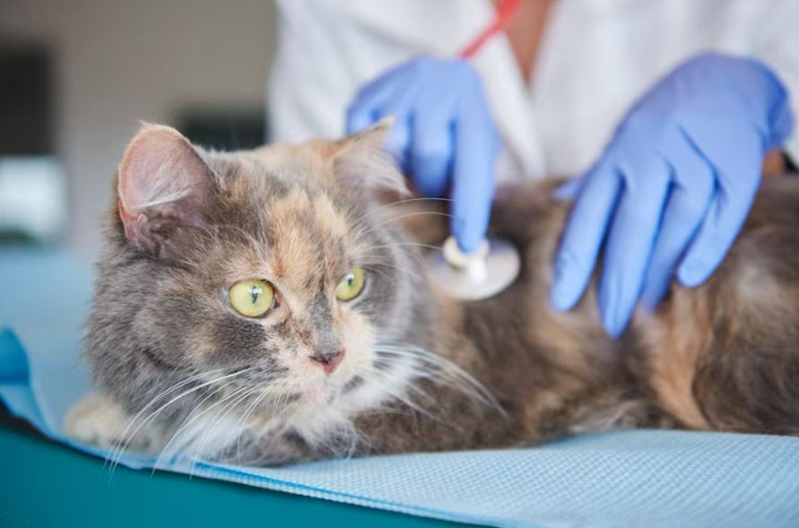 2026年好用的猫咪辅酶Q10排名，你选对了吗？