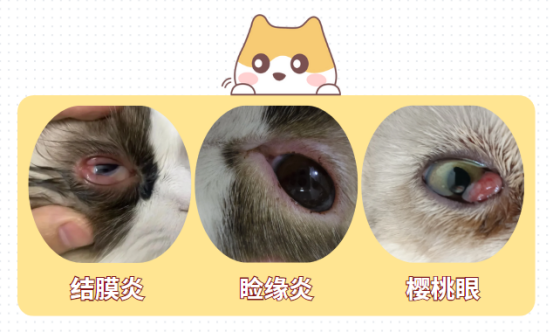 猫咪眼睛发炎怎么办
