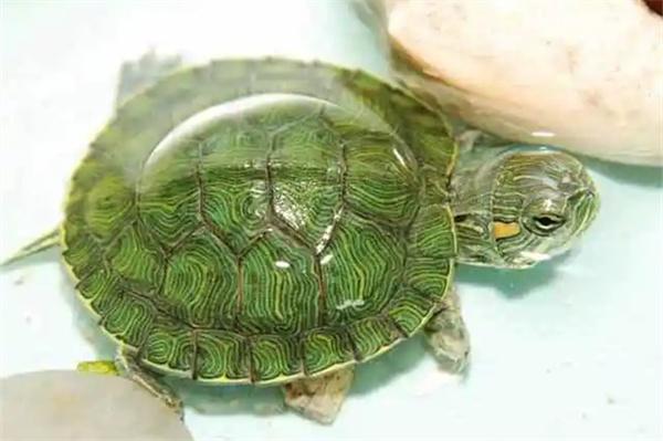 草龟能和巴西龟一起养吗？