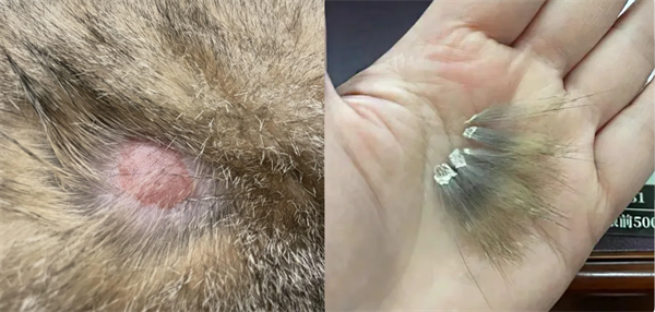 猫癣症状