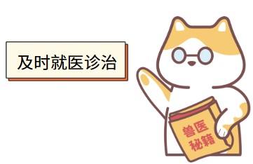 猫咪嘴边挂粘液，活力下降求解！