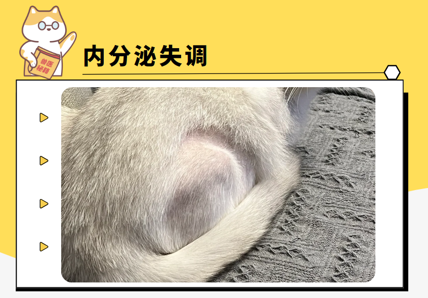 猫老是掉毛怎么回事？