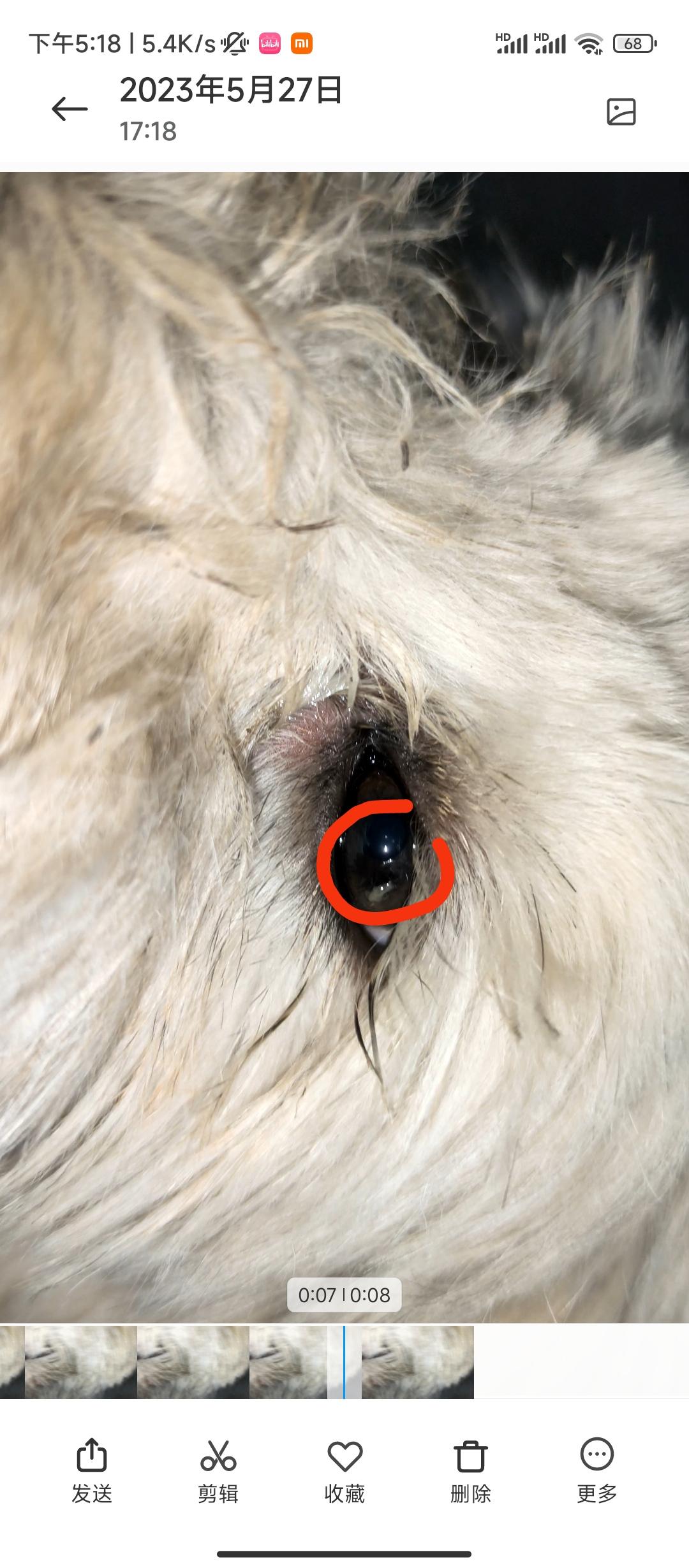 常見的狗狗眼睛紅腫問題｜結膜炎該怎麼處理 – 默墨犬貓專科醫院 | 到府看診