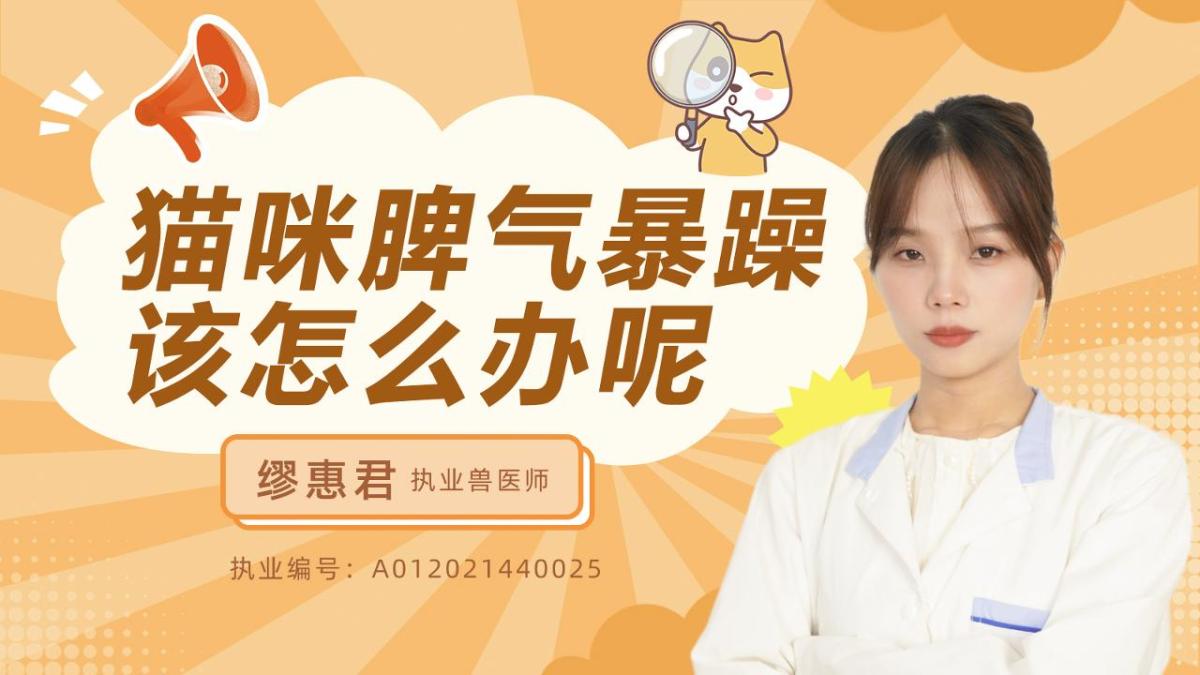 猫咪脾气暴躁该怎么办？