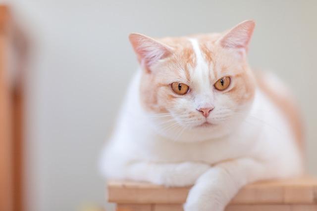 猫咪泌尿道结石：新手也能看懂的类型与检测指南
