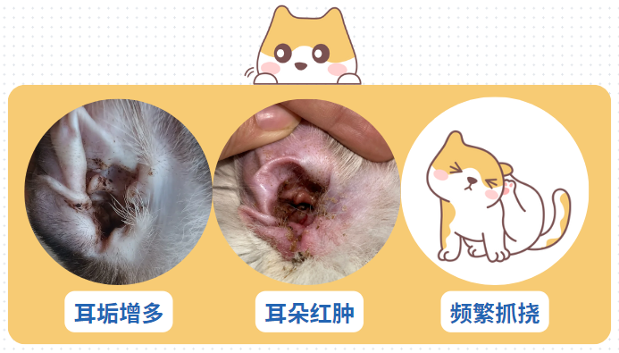 猫咪得了耳螨有什么症状