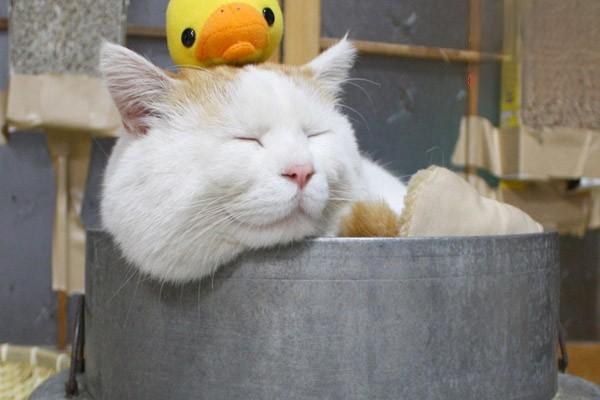 猫洗澡感冒引起发烧了怎么办？