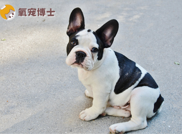 狗狗腿扭伤了可以自愈吗？答案：关键看这几点