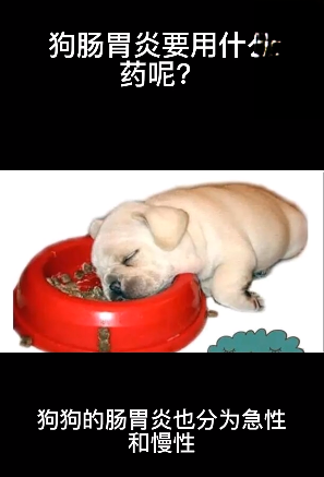 狗腸胃炎要用什麼藥呢？